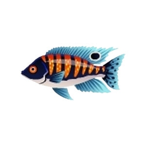 Blueface Peacock Cichlid